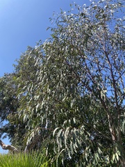 Eucalyptus