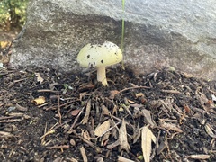 Amanita phalloides