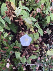 Calystegia silvatica