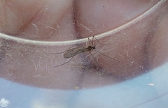 Trichocera