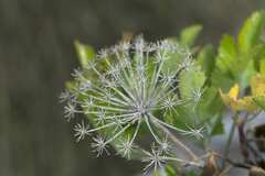 Notobubon galbanum