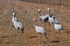 Anthropoides paradiseus