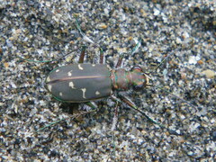 Cicindela oregona