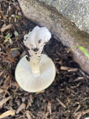 Amanita phalloides