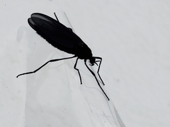 Penthetria heteroptera