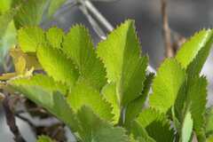Notobubon galbanum