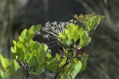 Notobubon galbanum
