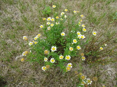 Leucanthemum vulgare