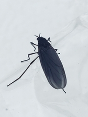 Penthetria heteroptera