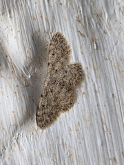 Idaea cervantaria