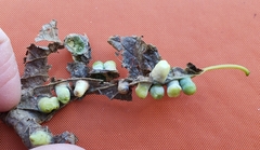 Pachypsylla celtidismamma