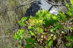 Notobubon galbanum