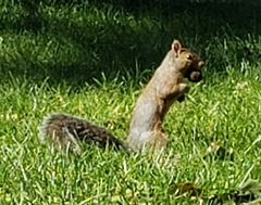 Sciurus carolinensis
