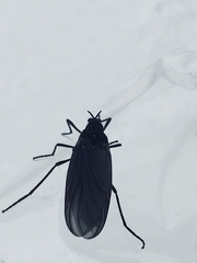 Penthetria heteroptera