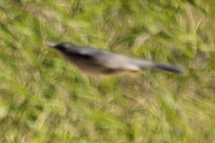 Dumetella carolinensis