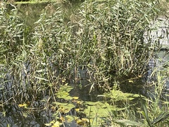 Myocastor coypus
