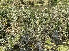 Myocastor coypus