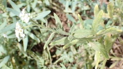 Heliotropium ramosissimum image