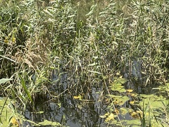 Myocastor coypus