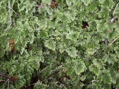 Hymenophyllum
