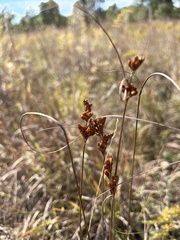 Juncus dudleyi