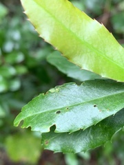 Lyssomanes viridis