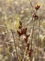 Juncus dudleyi
