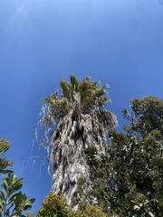 Washingtonia robusta