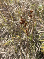 Juncus dudleyi