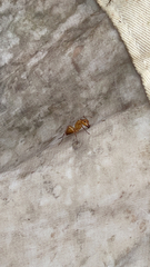 Camponotus castaneus