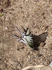 Protesilaus protesilaus