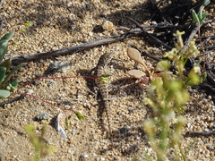 Liolaemus nigromaculatus