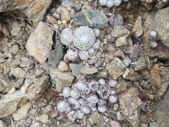 Sempervivum arachnoideum