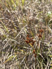 Juncus dudleyi