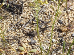 Liolaemus nigromaculatus