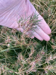 Poa alpina