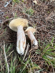 Suillus placidus