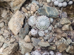 Sempervivum arachnoideum