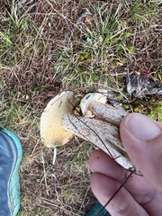 Suillus placidus