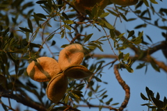 Aspidosperma quebracho-blanco