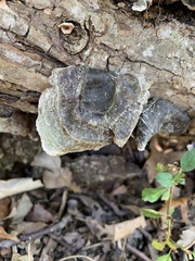 Stereum fasciatum