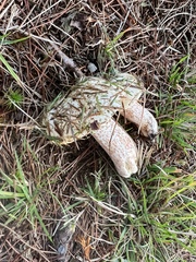 Suillus placidus
