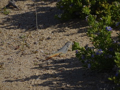 Liolaemus nigromaculatus