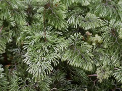 Hymenophyllum
