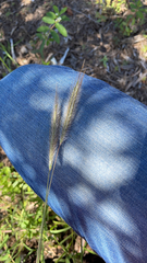 Dichanthium sericeum