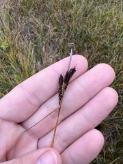 Carex nigra