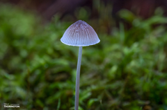 Mycena subcaerulea
