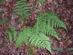 Dryopteris aemula