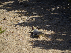 Liolaemus nigromaculatus