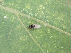 Milichiidae